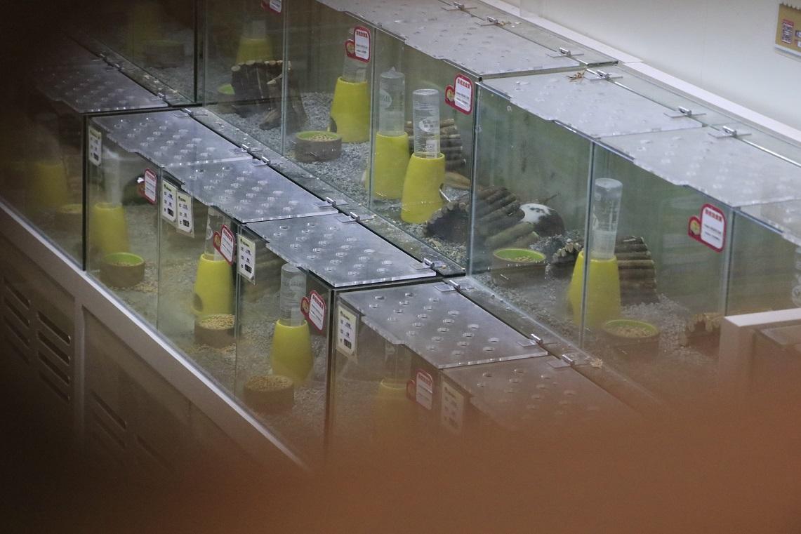 全港可售賣倉鼠寵物店內的倉鼠已被人道處理。(資料圖片／林俊源攝)