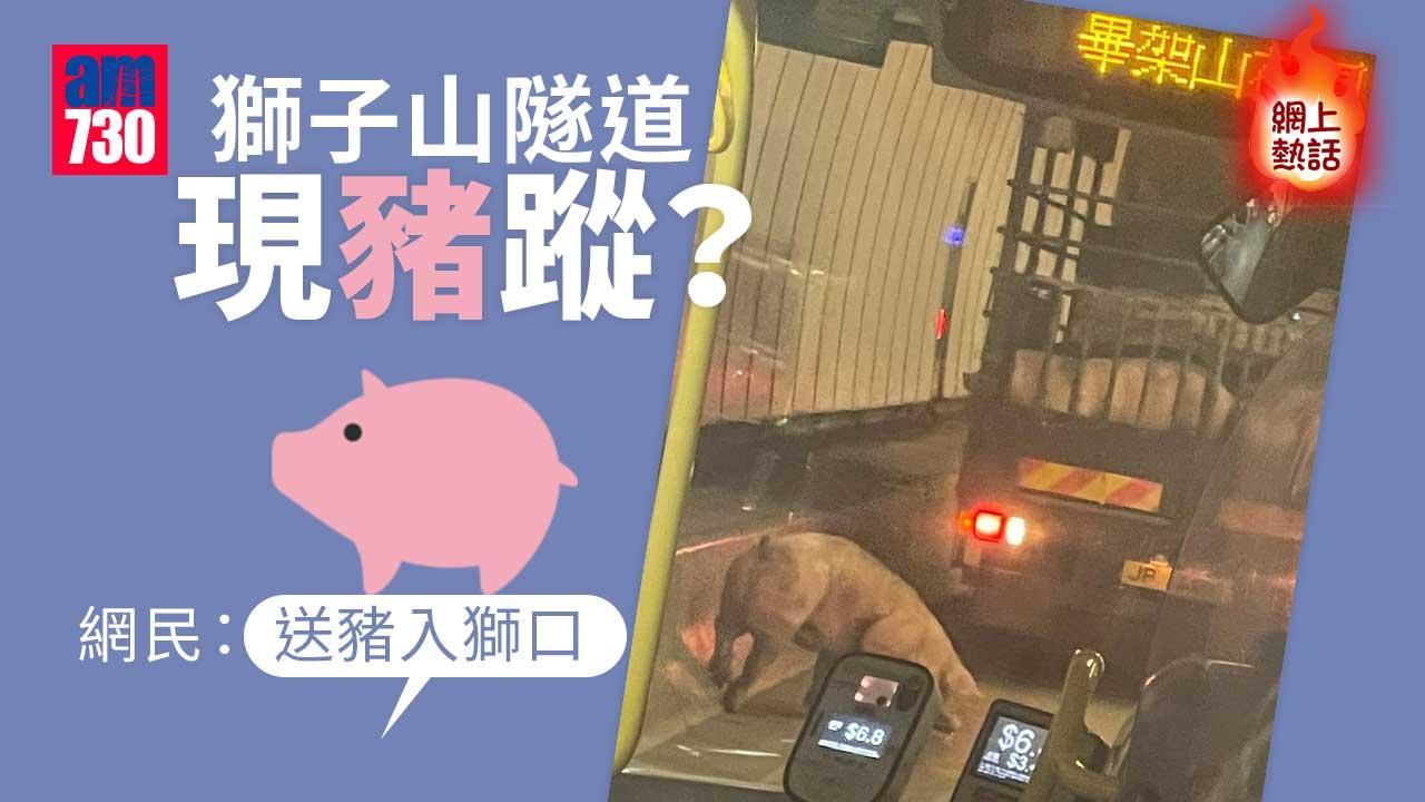 網上熱話｜獅子山隧道現豬蹤？網民：獅隧要改名豬隧