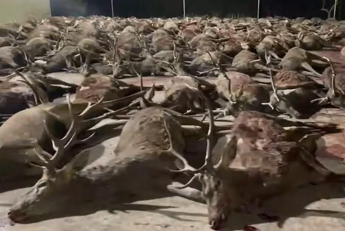打獵活動中，數百隻鹿被射殺。(互聯網)