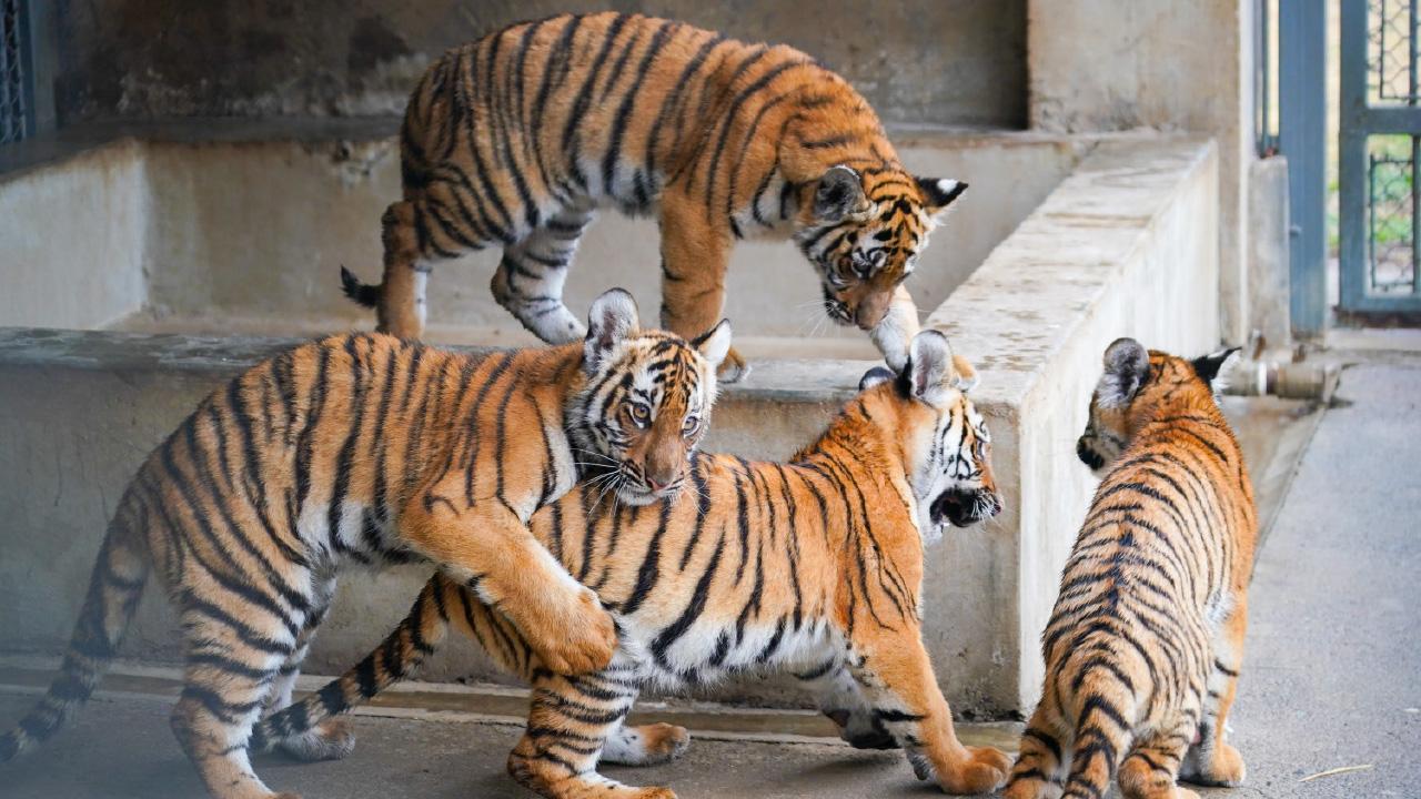 中國還有華南虎嗎？