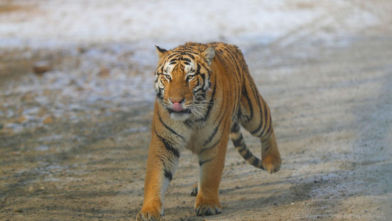 老虎的個體強壯 卻缺乏種族意志
