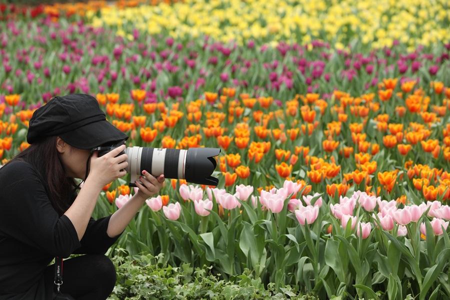 下月維園花展再度因應新冠疫情發展需要取消。