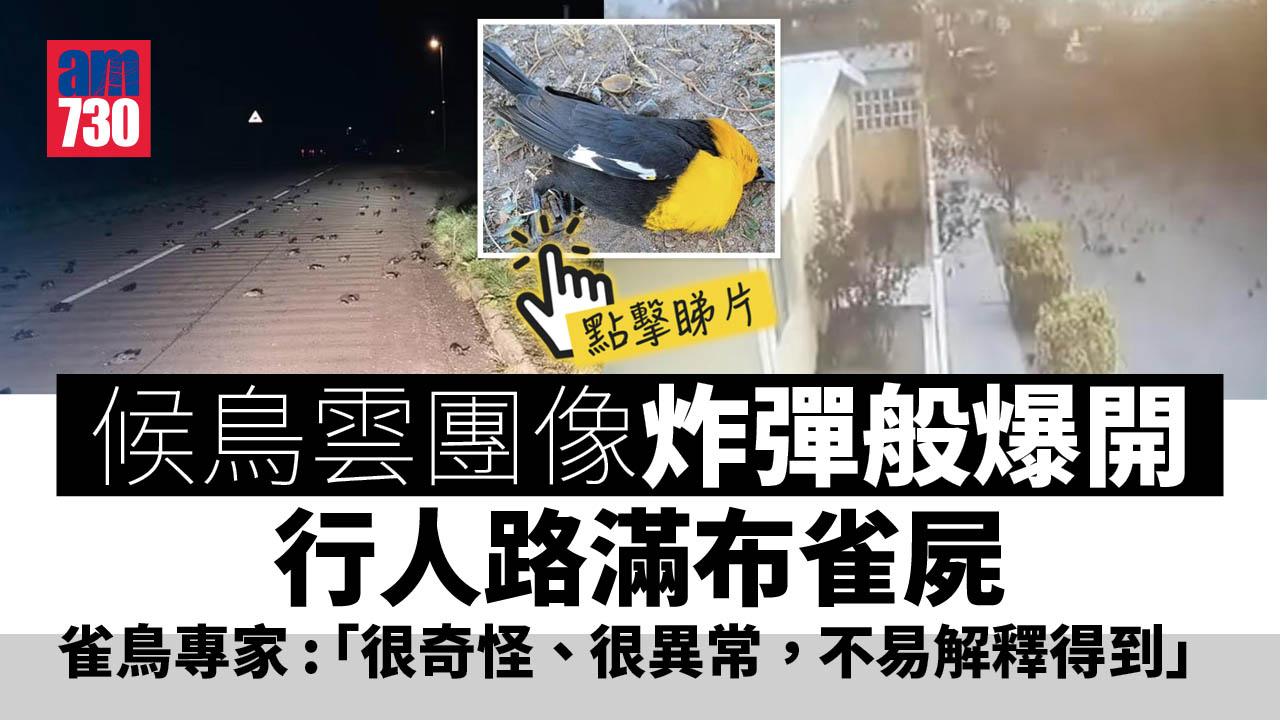 驚嚇｜候鳥雲團像炸彈般爆開 行人路滿布雀屍