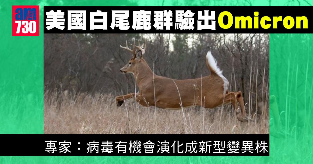 Omicron｜美國白尾鹿群驗出Omicron 憂成變種病毒宿主