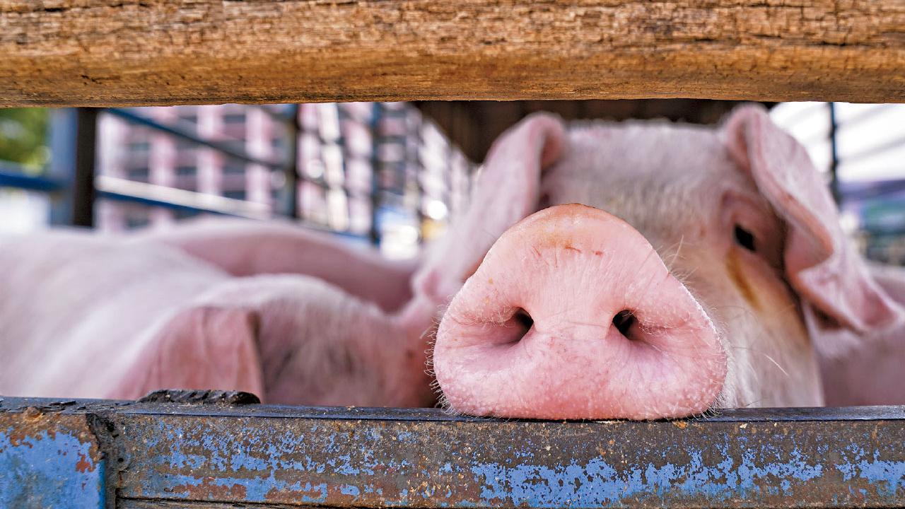 疫情影響｜麥當勞38分店暫停營業 近3千頭活豬今應市料價格波動