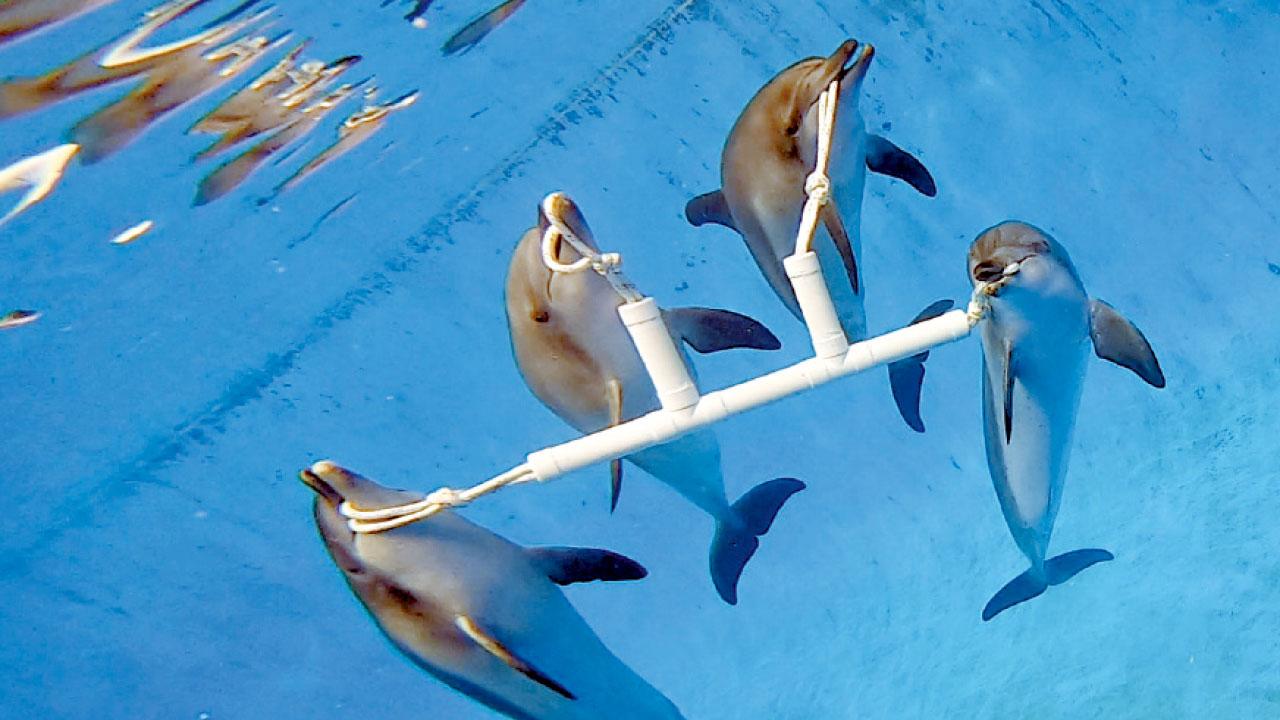 動物保育｜海洋公園研海豚行為 雄性合作率勝雌性