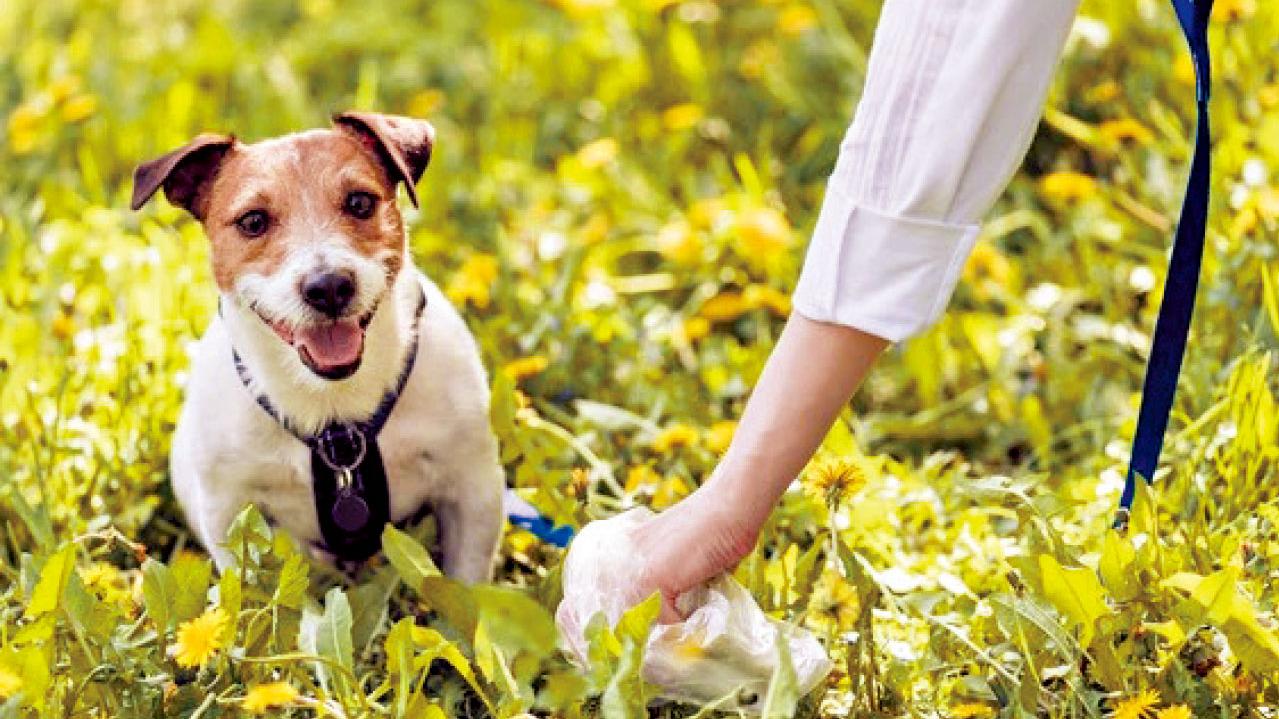 英聘狗狗糞便觀察員 月薪2.6萬