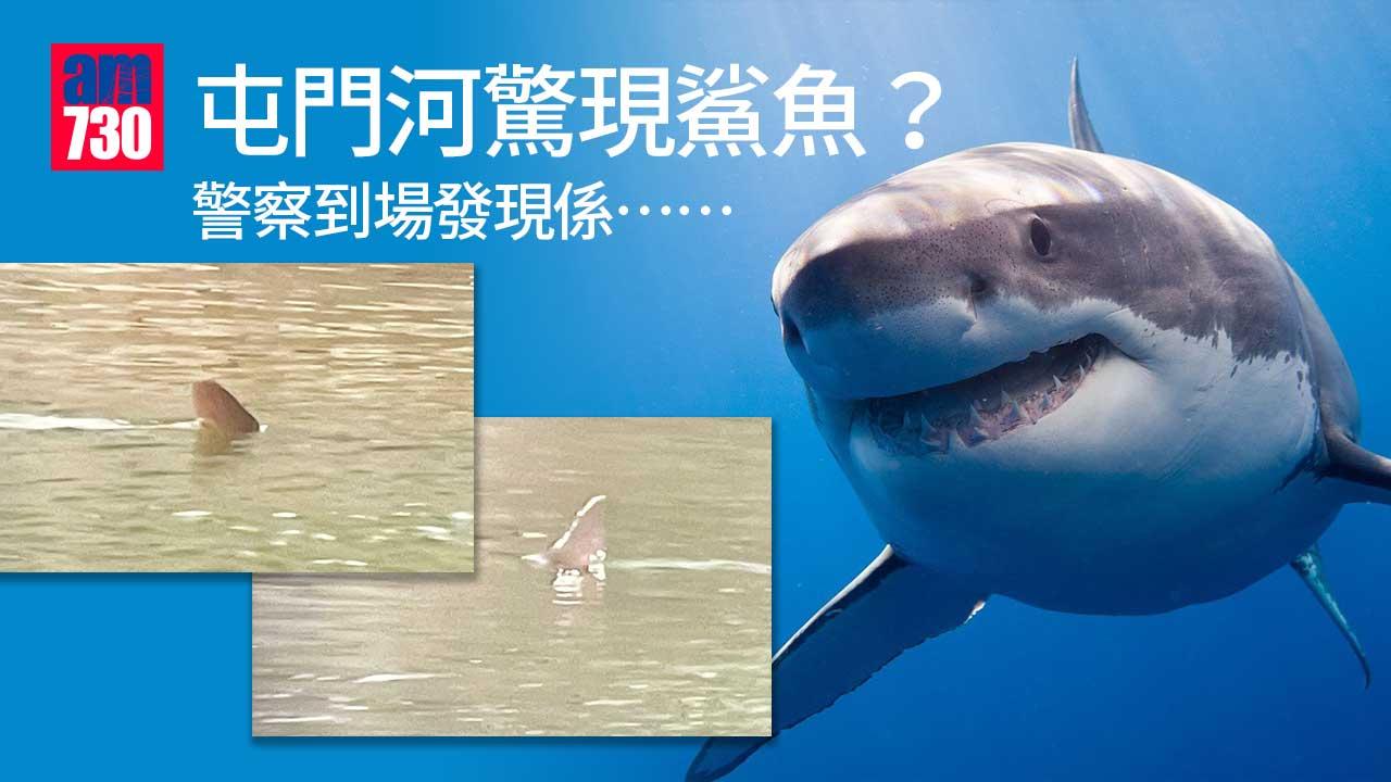 屯門現鯊蹤？警到場證實是......
