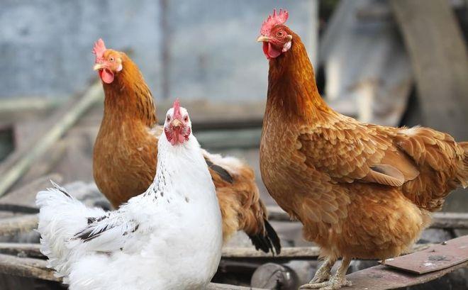 河南有男童感染H3N8禽流感，為全球首宗人類感染個案。(互聯網)