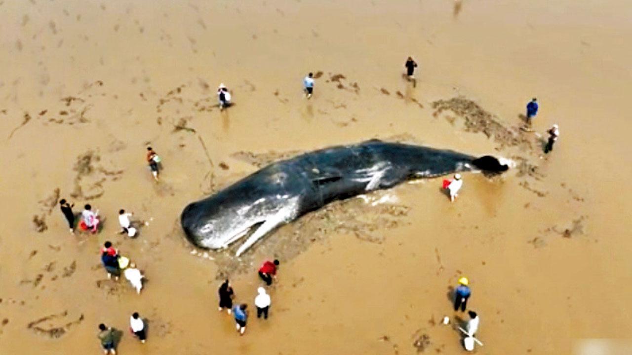 難度極大｜專家指情況不容樂觀 抹香鯨擱淺寧波待救