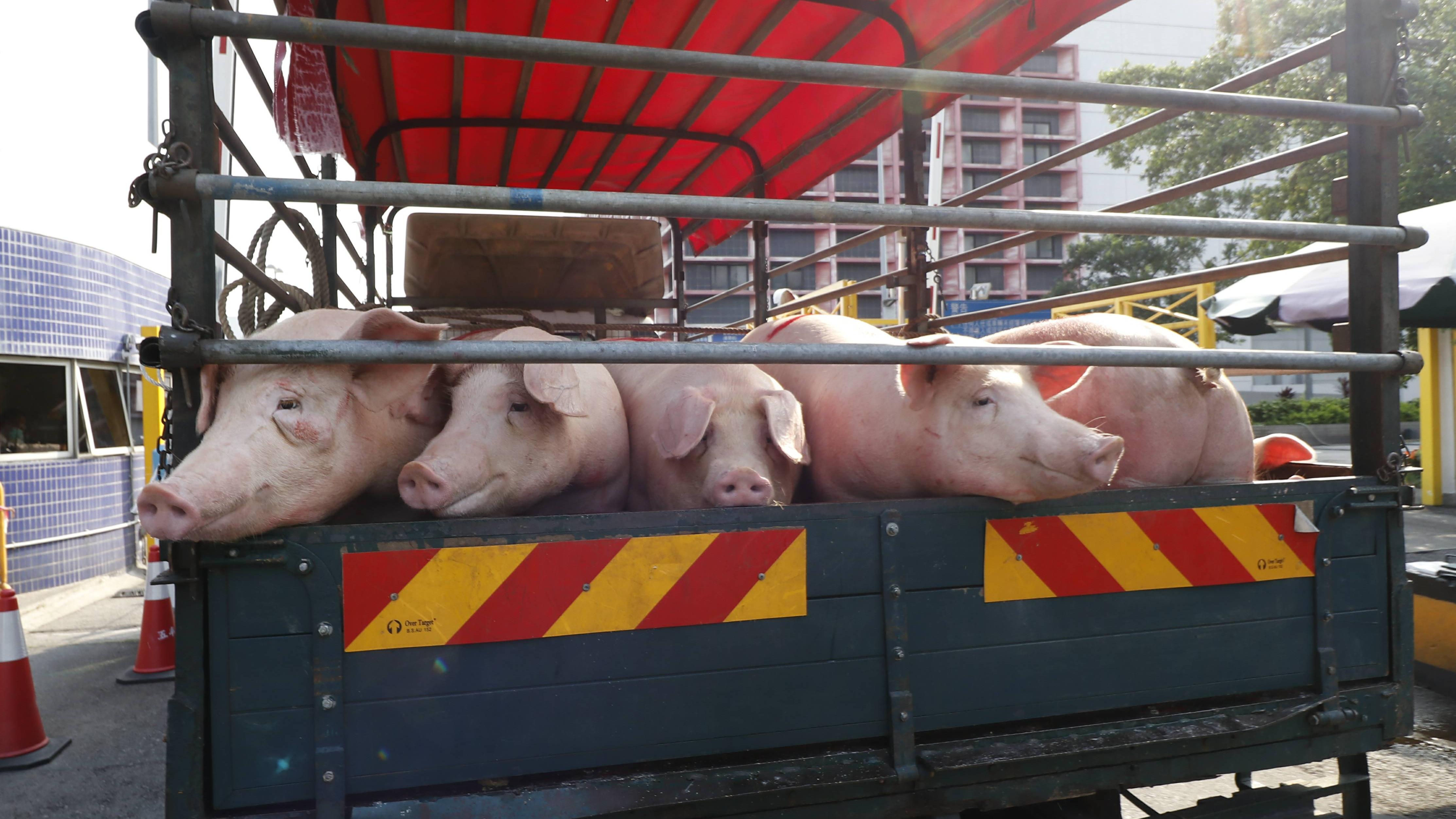 中國農業農村部：第三季度國內「生豬養殖」有望扭虧為盈