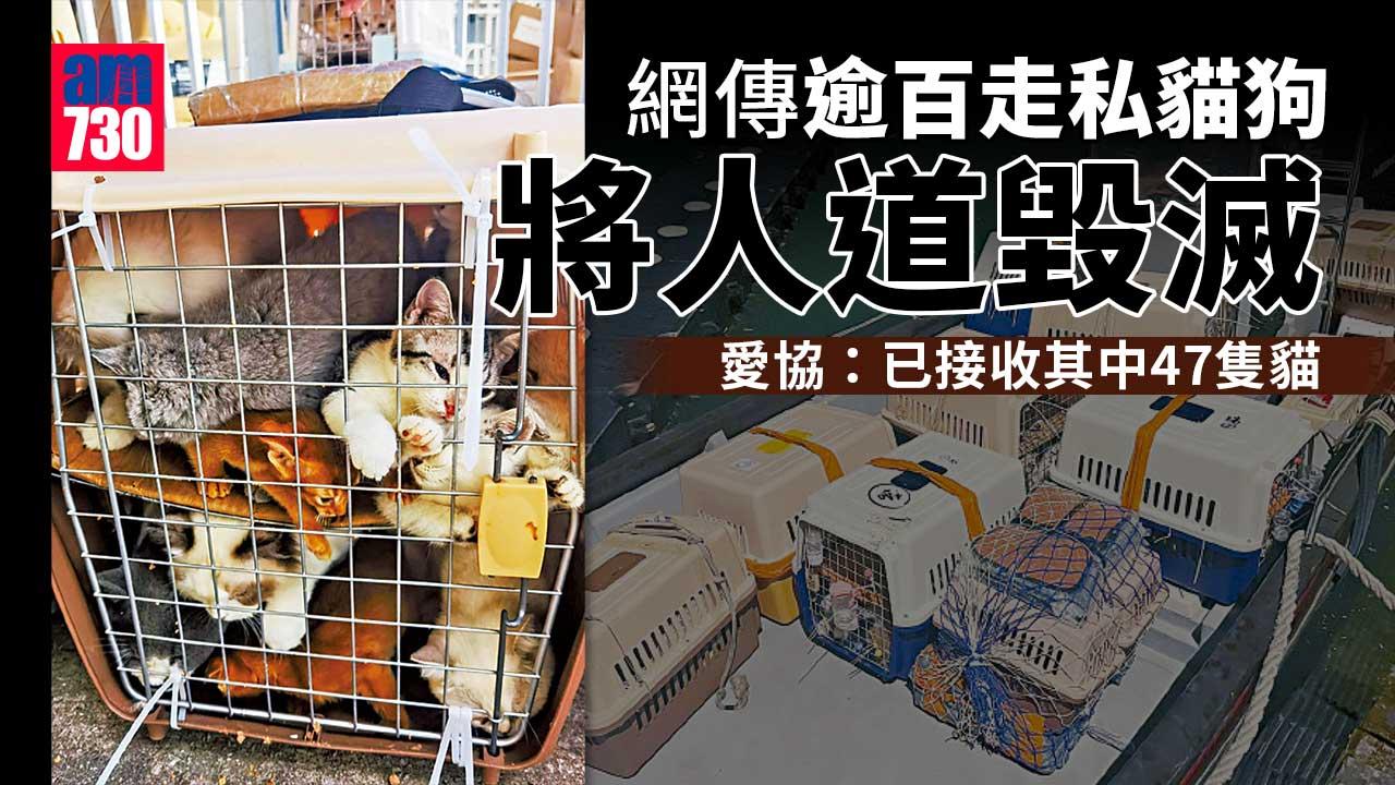 網傳逾百走私貓狗將人道毀滅　愛協：妥善照料直至可安排領養