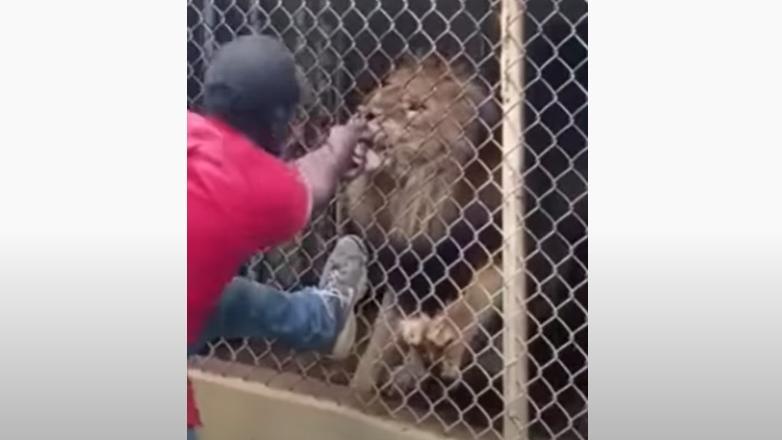 管理員被雄獅咬實中指，費勁地拉扯，跟獅子角力。(互聯網)