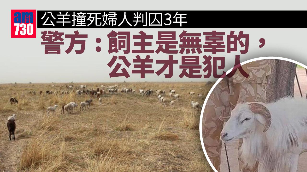 公羊撞死婦人判囚3年　「無辜」飼主賠5隻牛