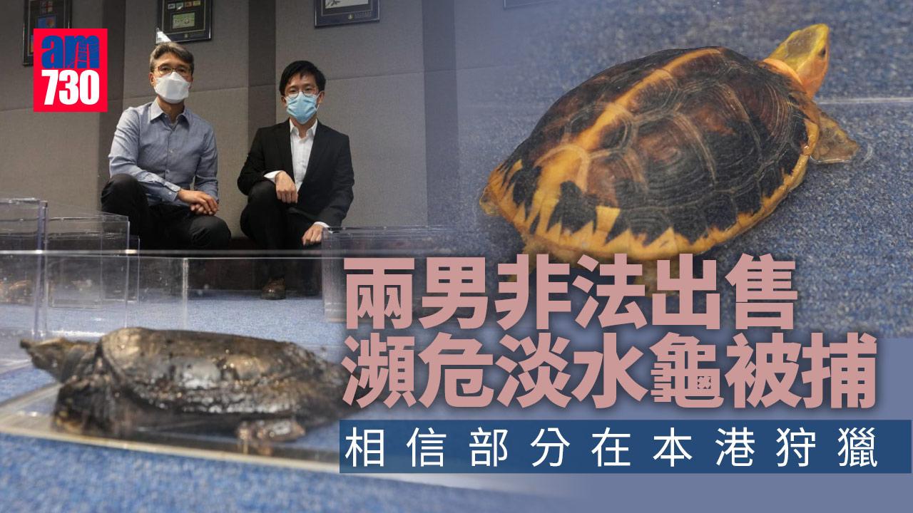 漁護署檢獲31隻瀕危淡水龜拘兩男