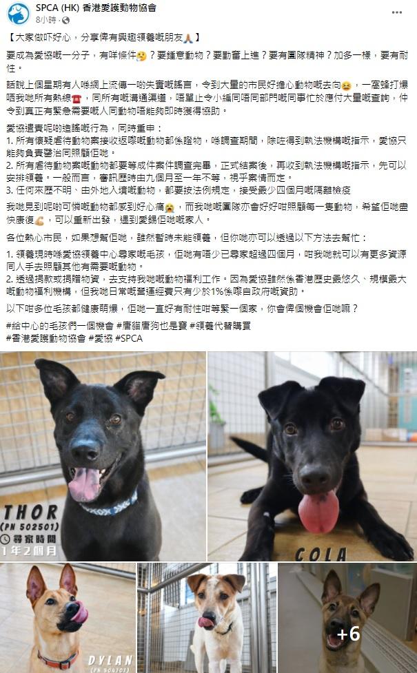 愛協譴責網上造謠阻緊急協助 10隻毛孩正在等待一個家