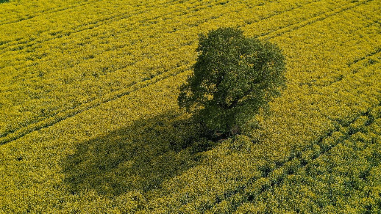 五行對應之顏色及 性格──甲木篇