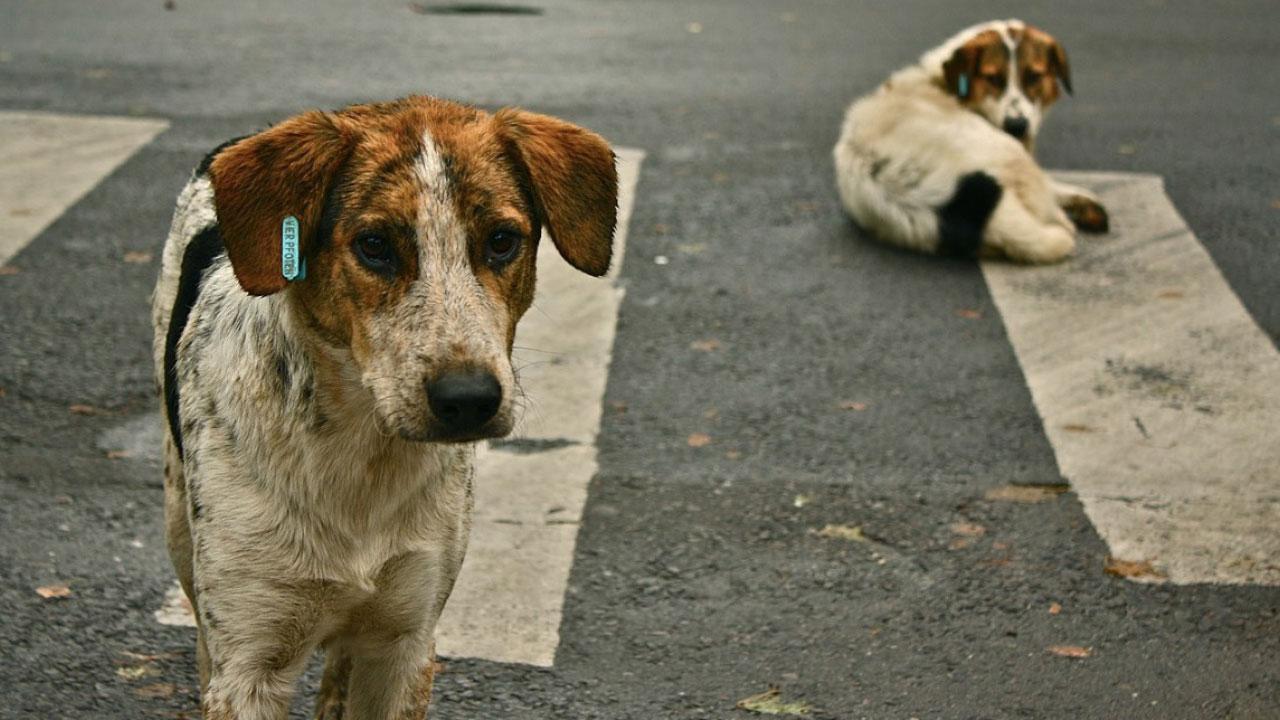 文明的動物管理