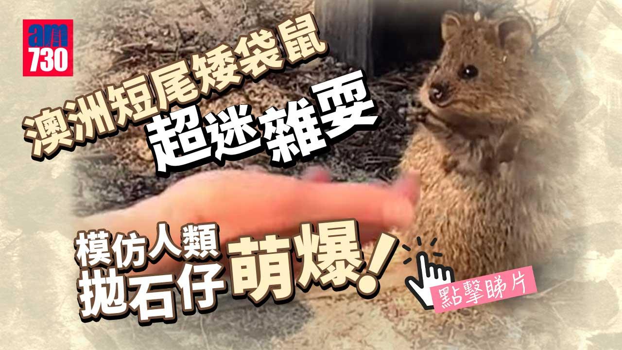 好治癒！短尾矮袋鼠著迷雜耍表演 呆樣超可愛(有片)