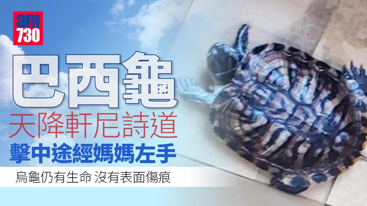 巴西龜天降軒尼詩道  擊中途經媽媽左手