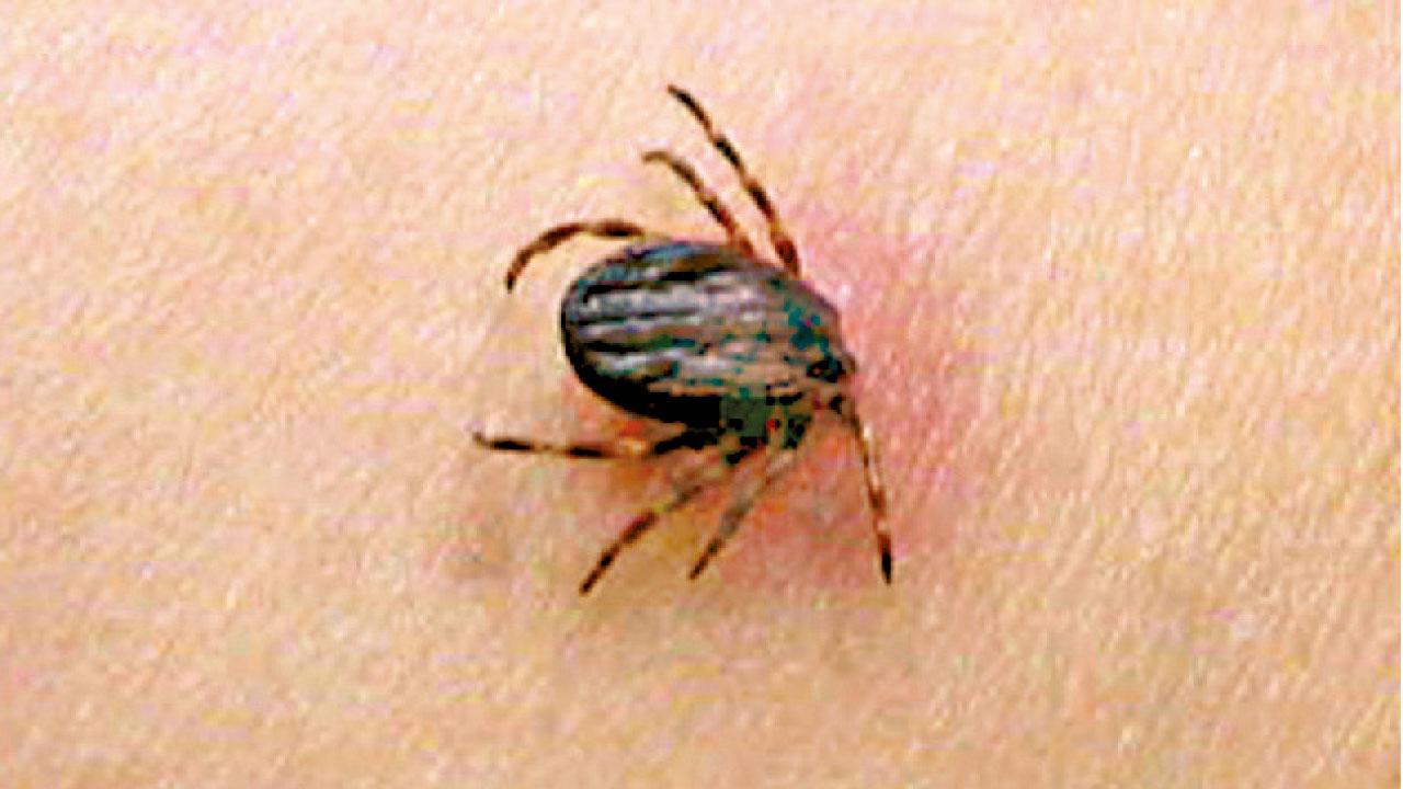 伊拉克錄120例20死 克里米亞—剛果出血熱爆發