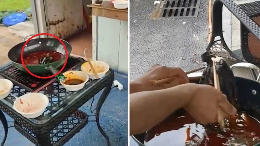 四川一隻小鳥突然飛入一鍋麻辣火鍋。(互聯網)