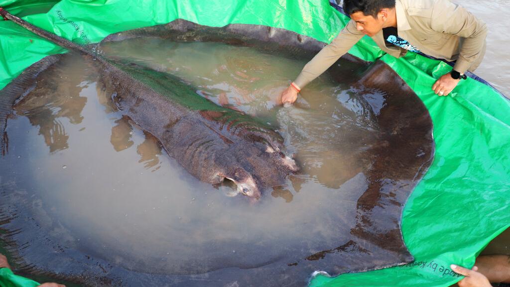 魔鬼魚體形龐大。(互聯網)