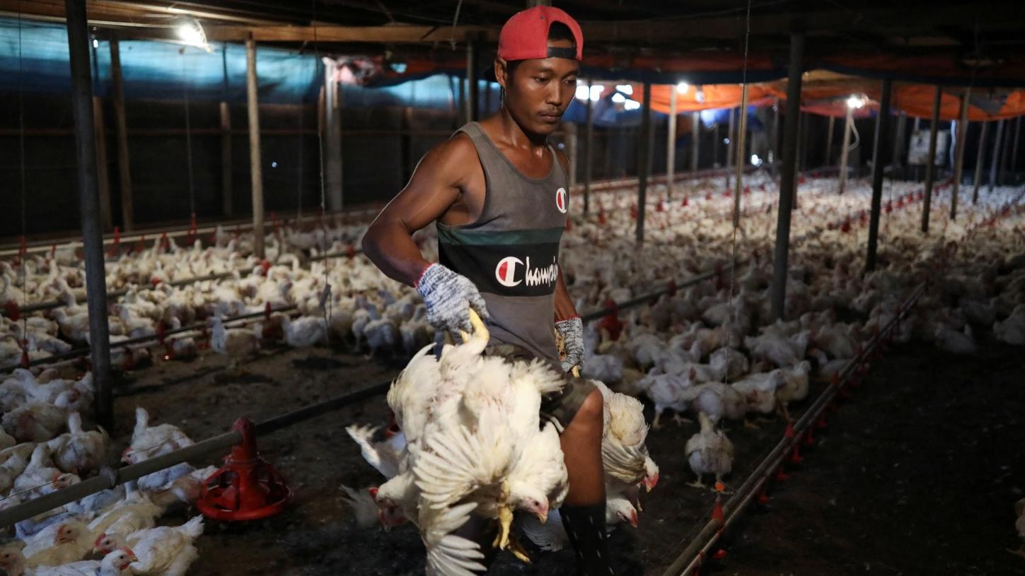 為紓緩短缺，馬來西亞禁止雞肉出口，圖為當地雪蘭莪州一個雞場。(資料圖片)