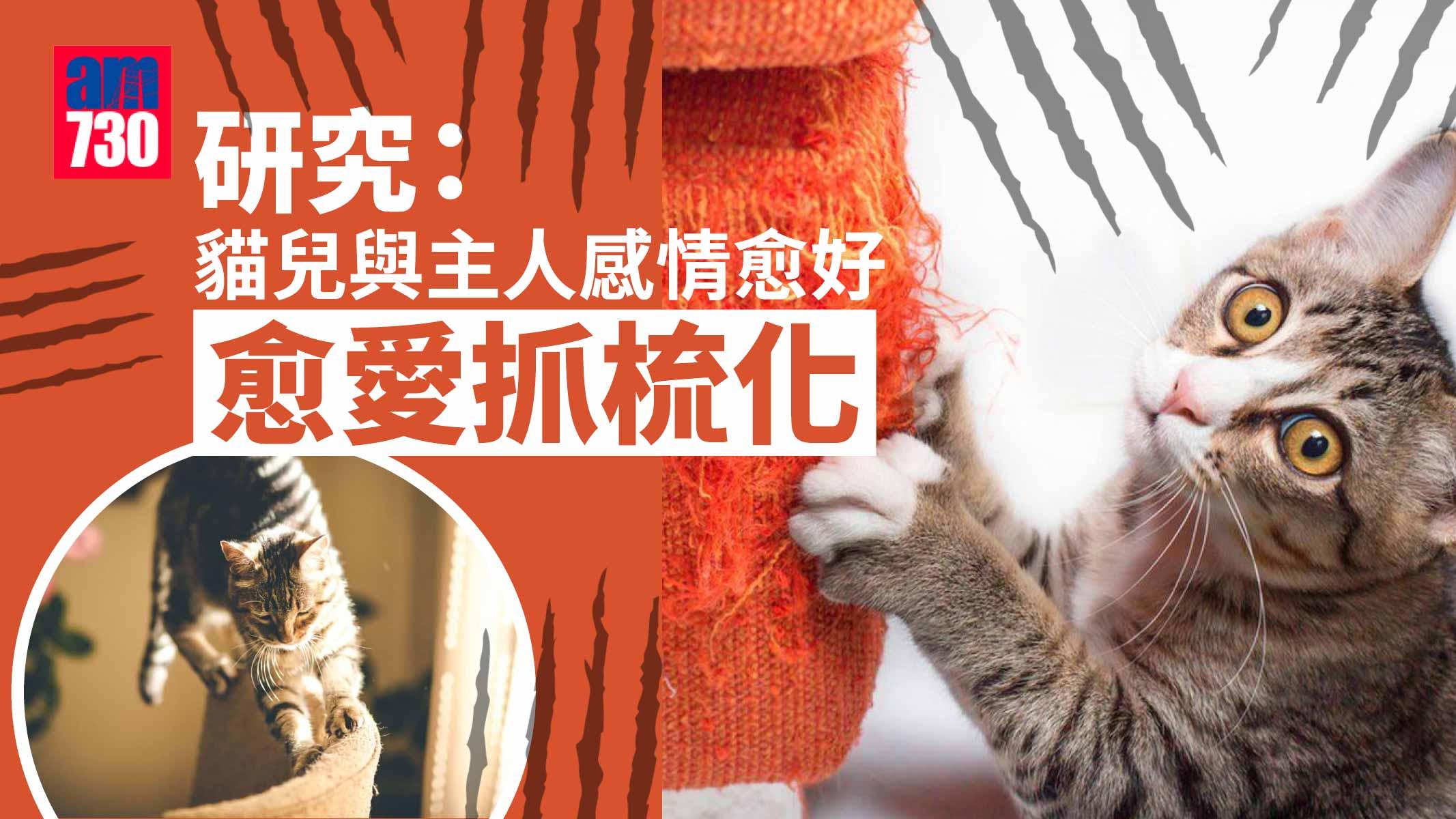研究：貓兒與主人感情愈好愈愛抓梳化