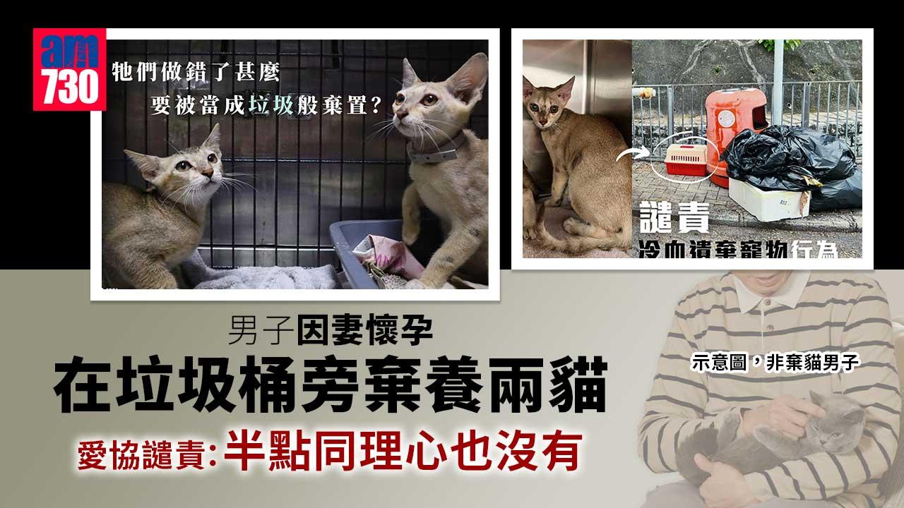 因妻懷孕棄養兩貓　愛協斥男子冷血絕情