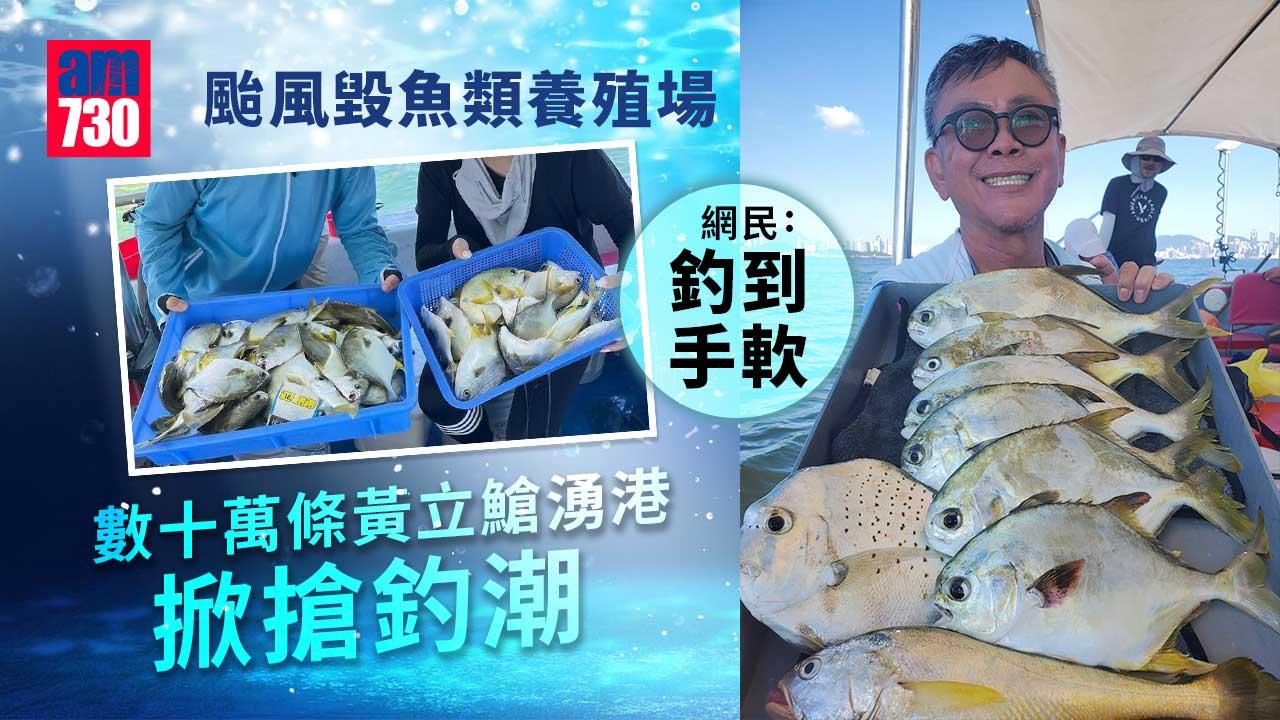 數十萬黃立鯧湧港掀搶釣潮　網民：釣到手軟(多圖)
