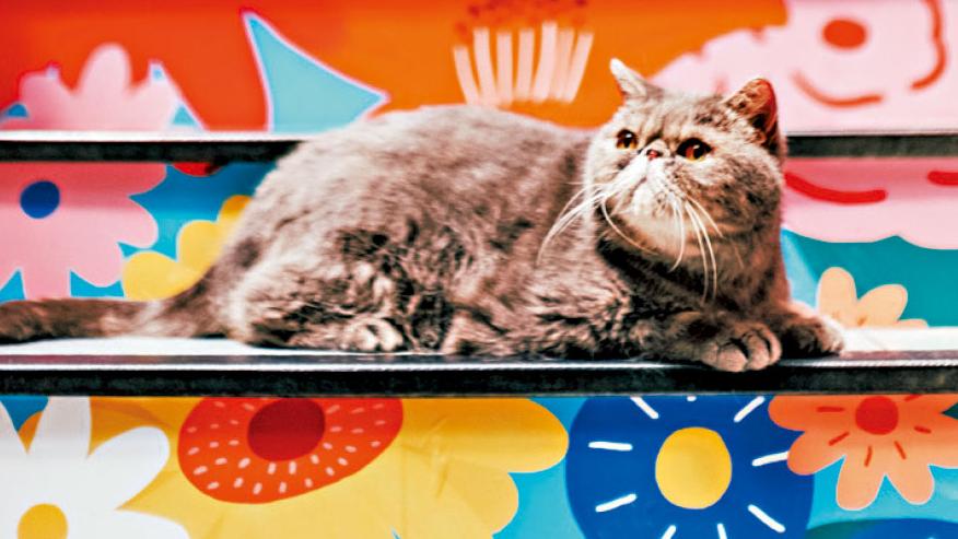 毛孩好去處 「阿喵菜市場」帶你慢活大埔