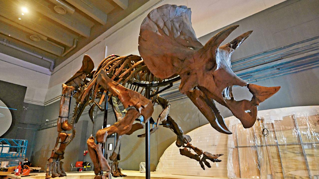 八大．尋龍記 見識恐龍盛世化石標本