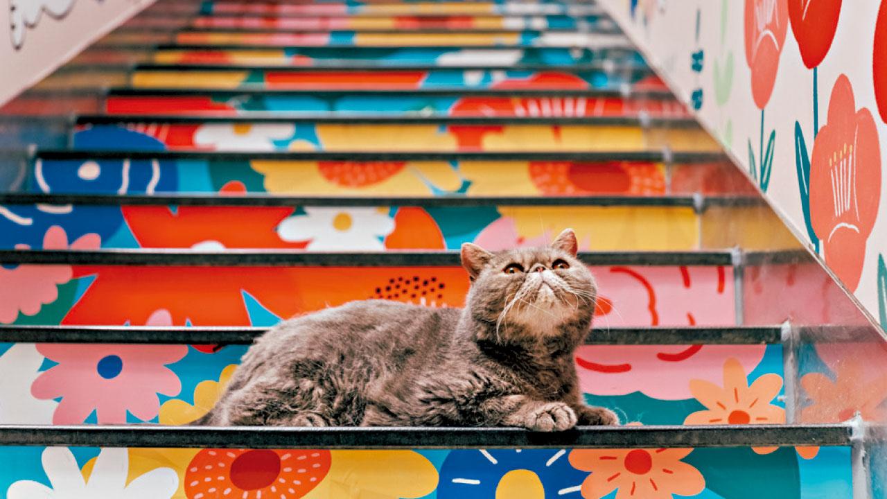 毛孩文青夏日同樂 「阿喵菜市場」首度登港 帶路漫遊大埔