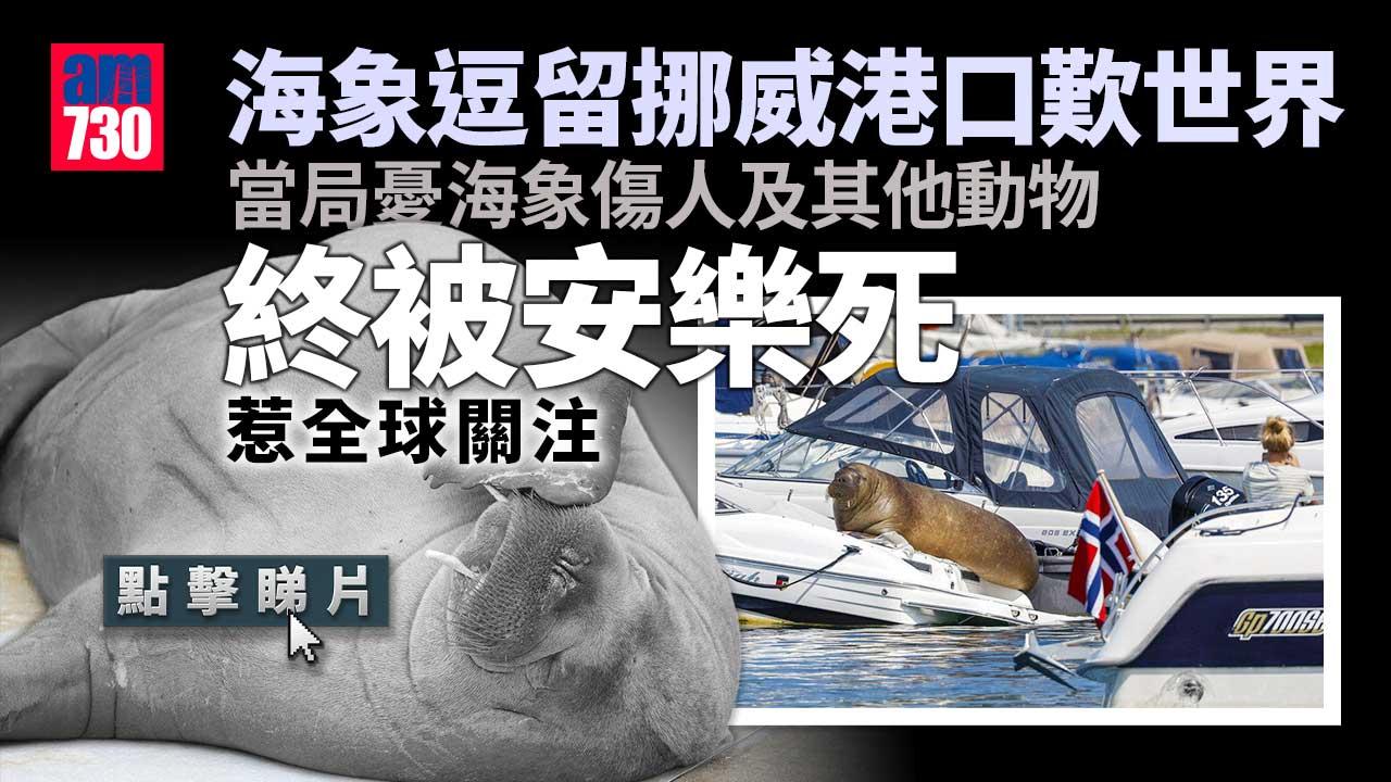 海象逗留挪威港口歎世界 當局以太多民眾「打卡」為由安樂死 輿論嘩然(有片)