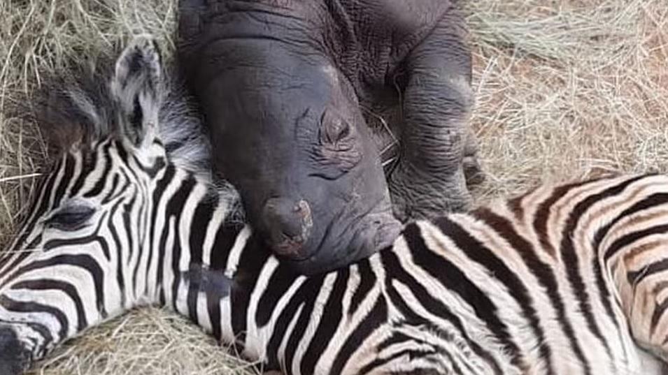 Daisy與Modjadji依偎睡覺。(互聯網)