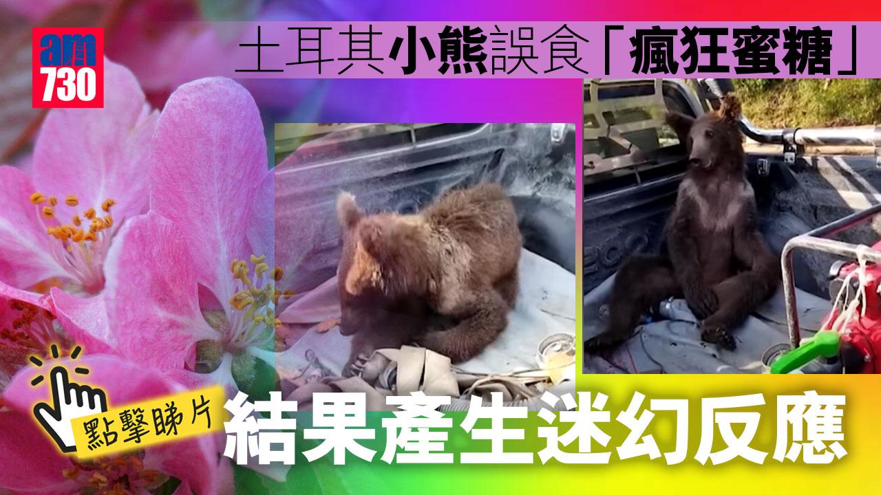 有片︱土耳其小熊誤食「瘋狂蜜糖」