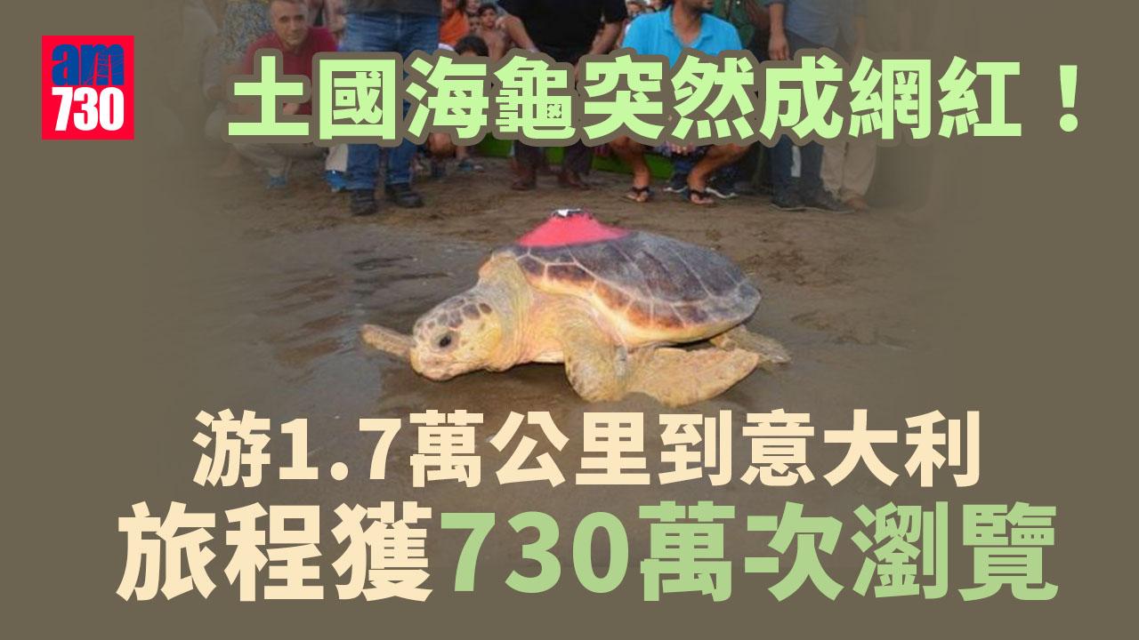保育海龜｜土國海龜網紅游1.7萬公里到意大利 神奇之旅吸730萬次瀏覽
