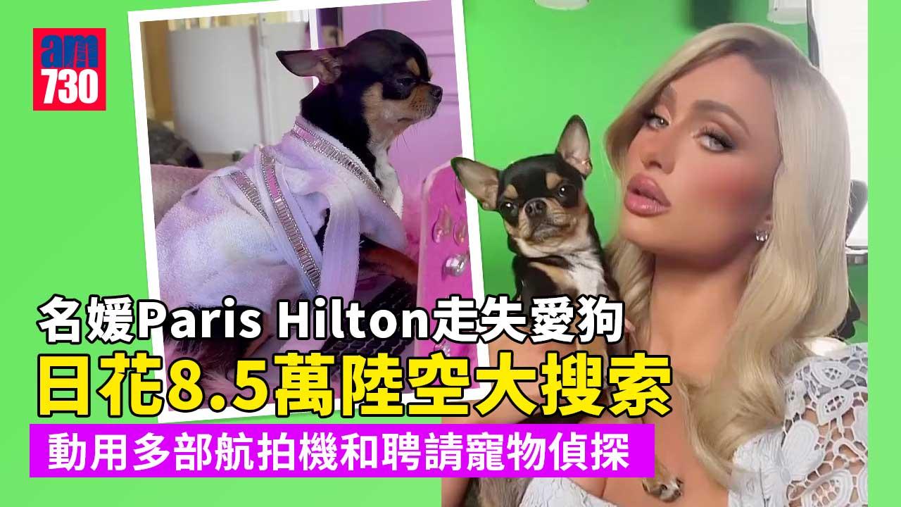 陸空大規模搜索 名媛Paris Hilton日花8.5萬尋愛狗