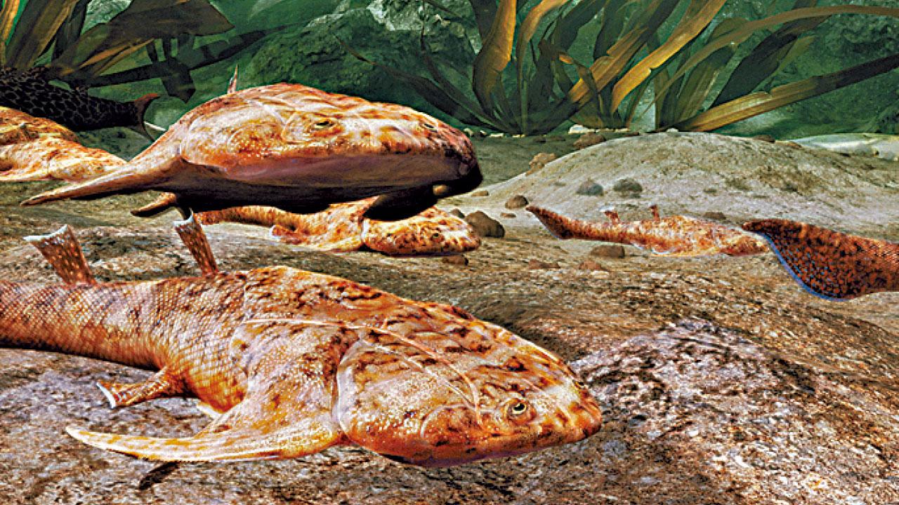 4.36億年前的魚與人類枕骨有關 中國科學家發現「魚變人」新證據