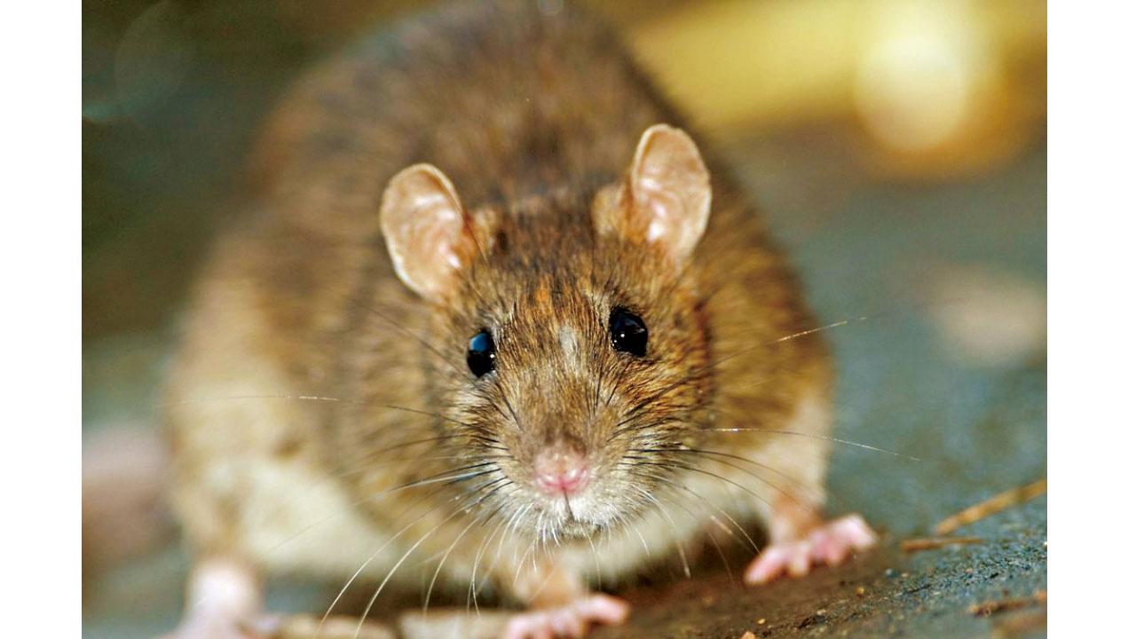 保持環境、個人衛生 免受新興人畜共患疾病威脅