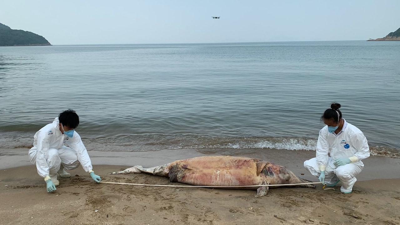 豚屍再現｜大嶼山煎魚灣發現鯨豚屍體 本年度第20宗