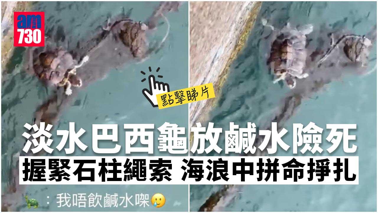 有片｜淡水巴西龜放鹹水險死　愛協籲勿亂「放生」