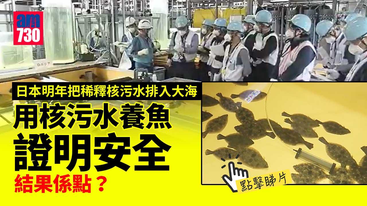 核污水｜福島核電廠稀釋「輻射水」養魚 結果係點？(有片)