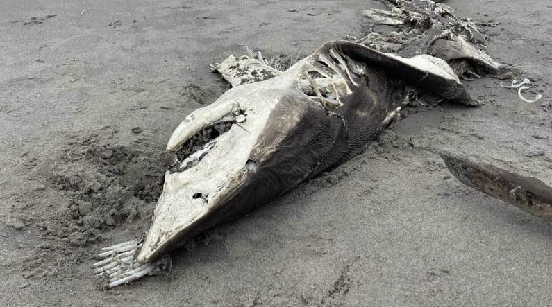大白鯊屍體被沖上沙灘，其沒有尾巴，「內臟被吸出」。(互聯網)