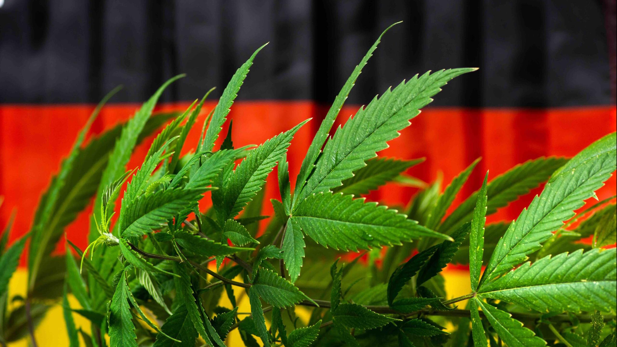 德國擬向歐盟申請將休閒用大麻合法化，料最快2024年後才生效。(資料圖片)