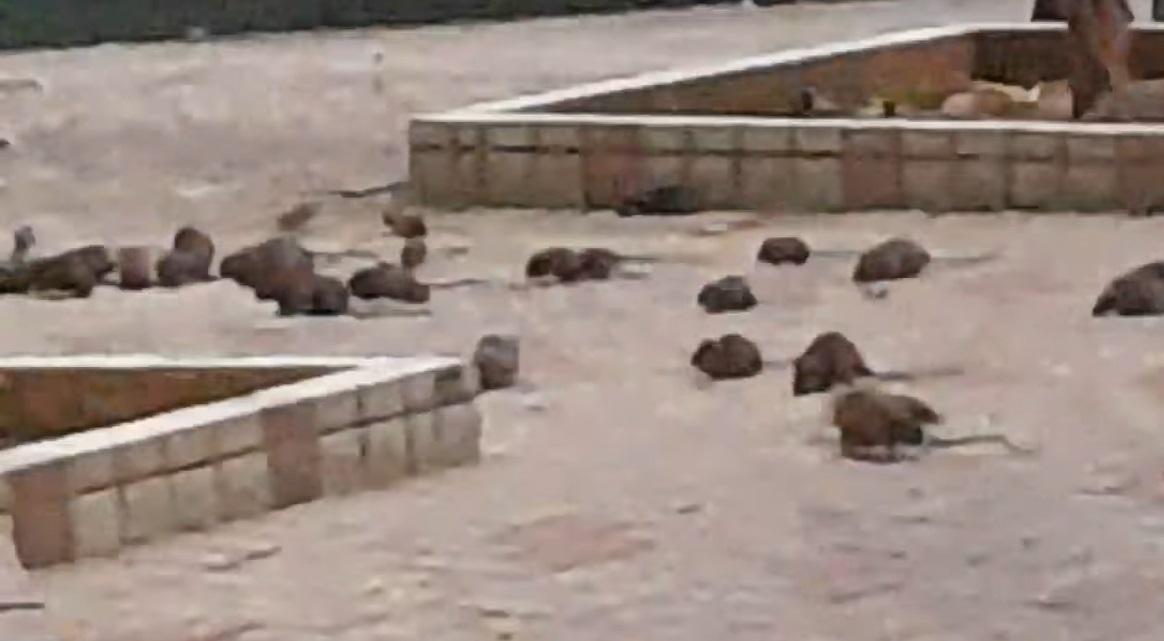 屯門蝴蝶邨出現恐怖鼠患，群鼠在日間時分流竄覓食。(網上截圖)