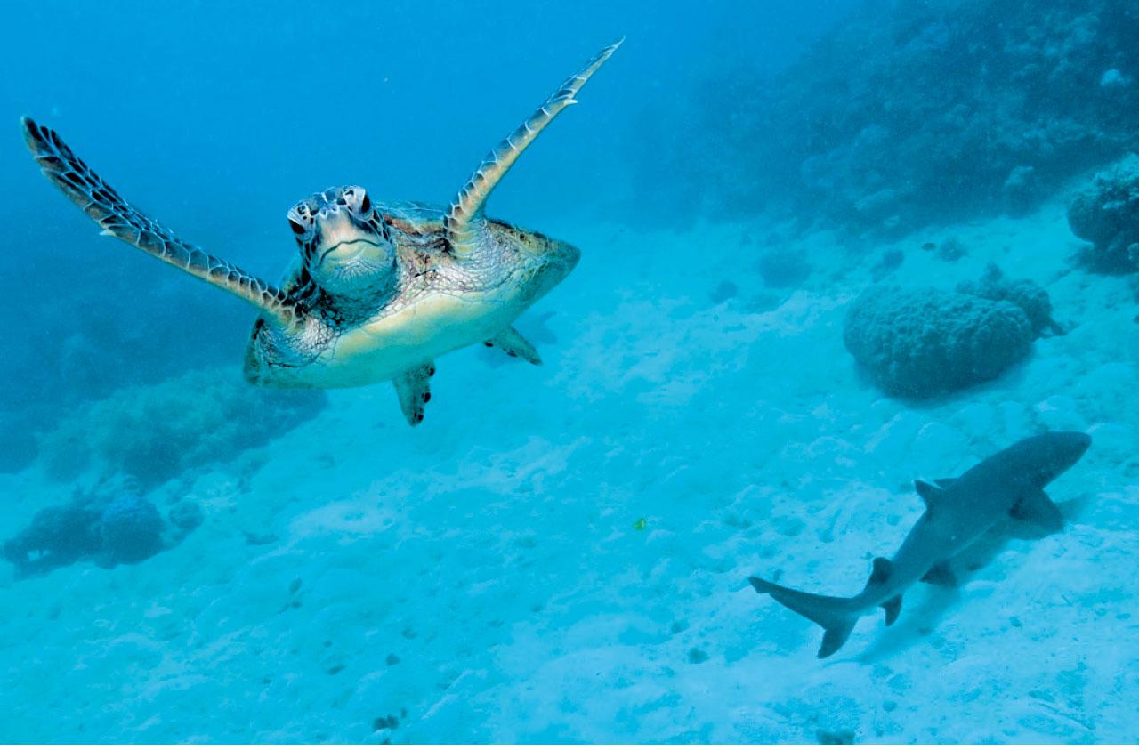 澳洲大堡礁海龜與我