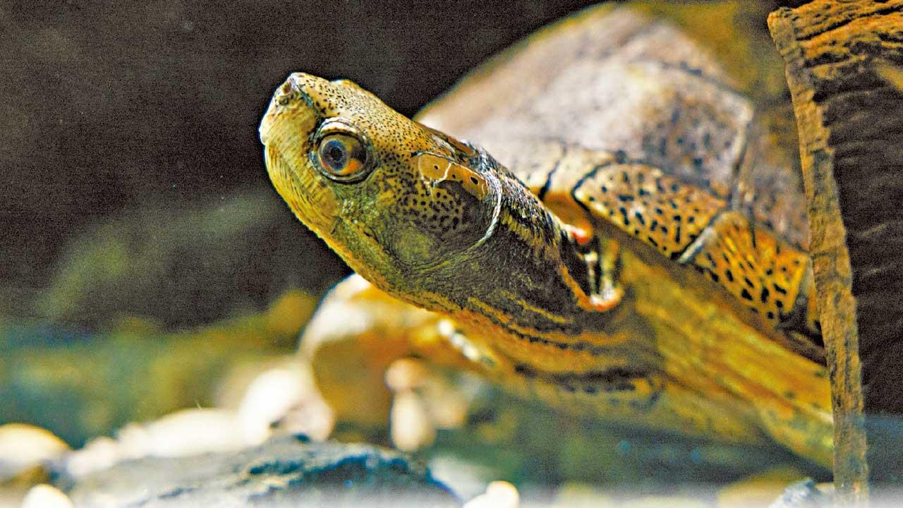 專家憂港野生淡水龜或絕種 海洋公園成功工繁殖眼斑水龜