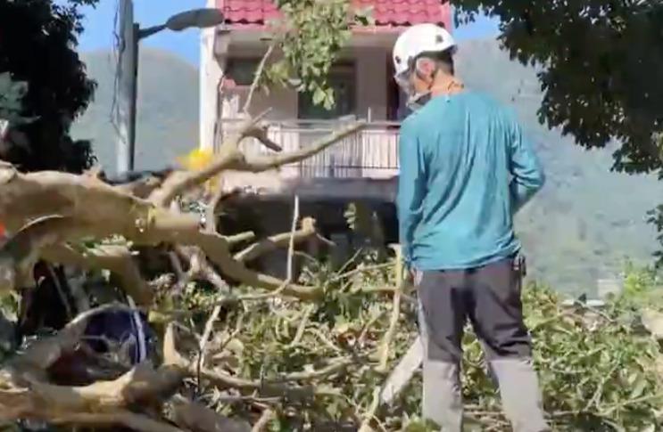 地政總署為­大埔官地塌樹命案致歉　稱個案被延誤將按機制懲處